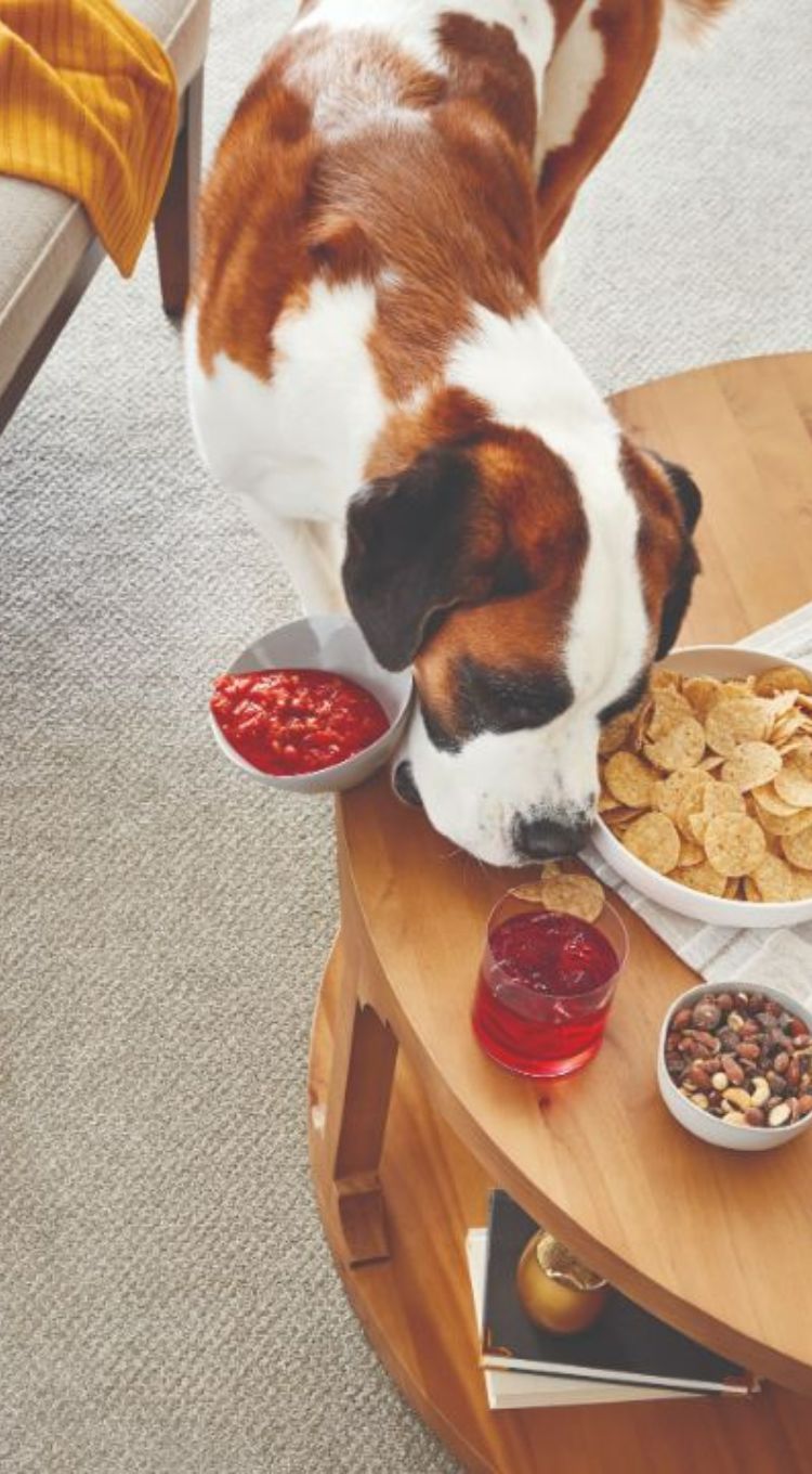 dog spilling salsa on pet friendly white carpet